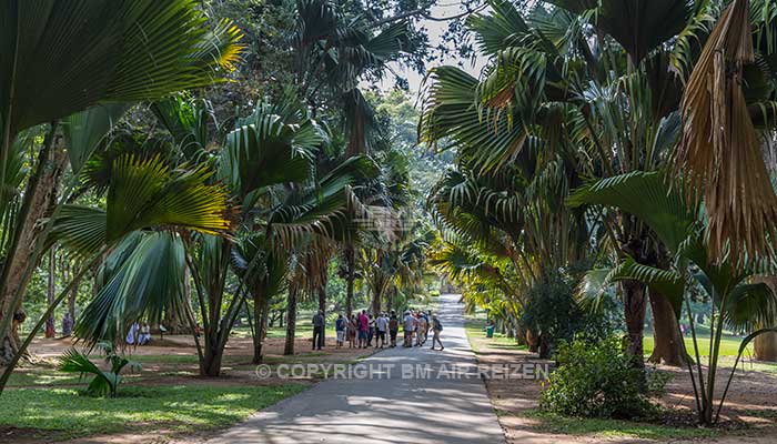 Peradeniya - Botanische Tuin