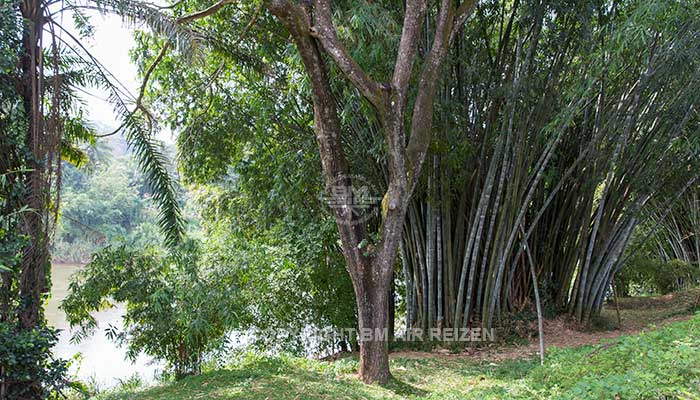 Peradeniya - Botanische Tuin