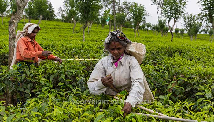 Nuwara Eliya - Theeplantage