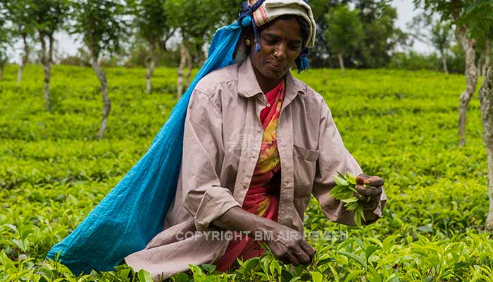 Nuwara Eliya - Theeplantage