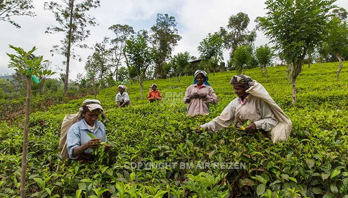 Nuwara Eliya - Theeplantage