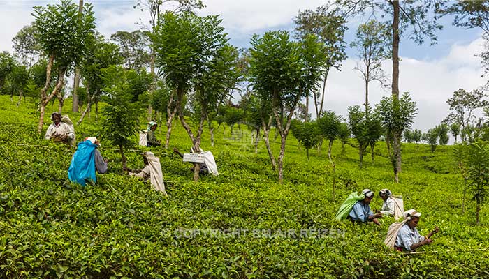 Nuwara Eliya - Theeplantage