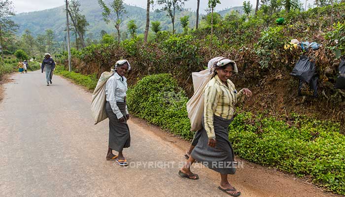 Nuwara Eliya - Theeplantage