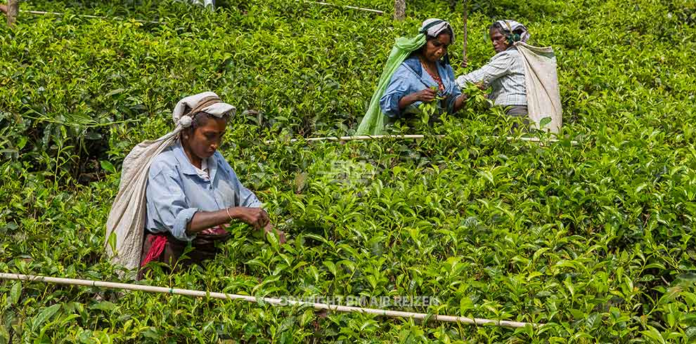 Nuwara Eliya - theeplantage