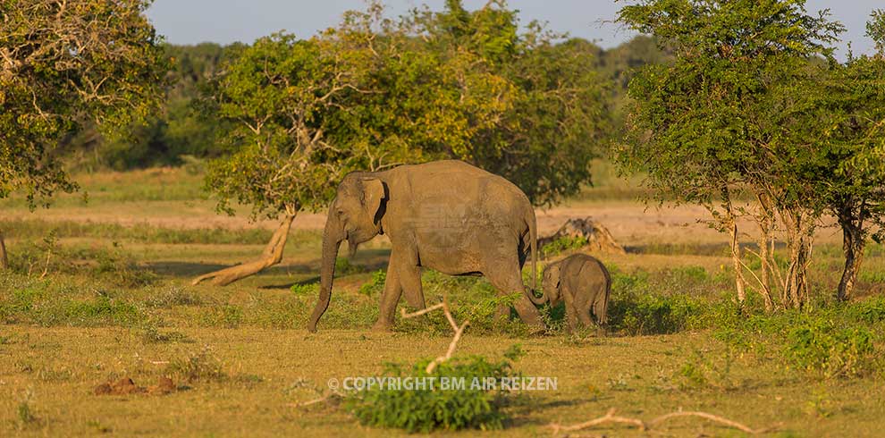 Yala National Park