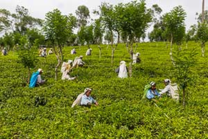 Nuwara Eliya - theeplantage
