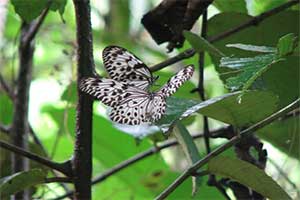 Sinharaja Rain Forest