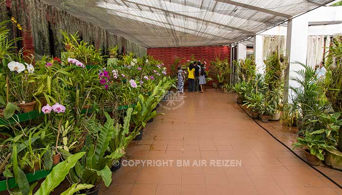 Peradeniya - botanische tuin
