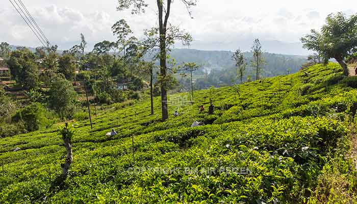 Nuwara Eliya - theeplantage