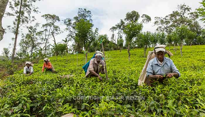 Nuwara Eliya - theeplantage