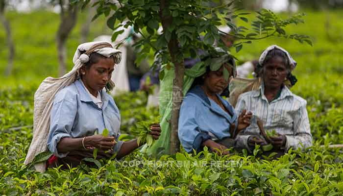 Nuwara Eliya - theeplantage