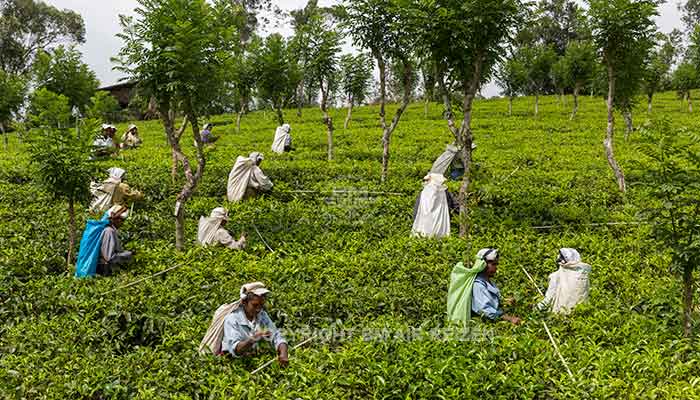 Nuwara Eliya - theeplantage