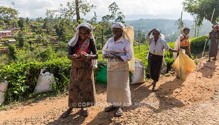 Nuwara Eliya - theeplantage