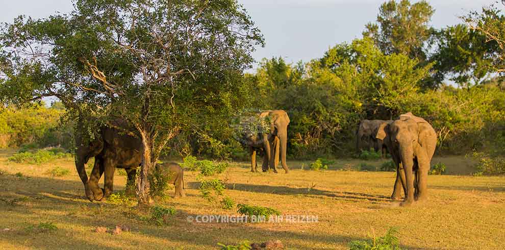 Olifanten - Yala National Park