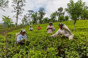 Nuwara Eliya - theeplantage