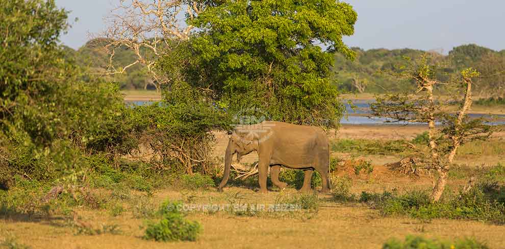 Yala Nationaal Park - Olifanten