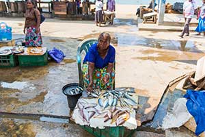 Negombo - vismarkt