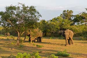 Yala National Park
