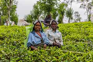 Nuwara Eliya - theeplantage