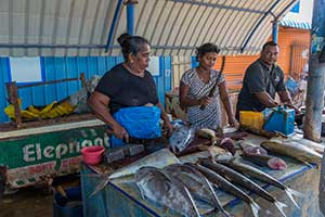 Negombo - vismarkt