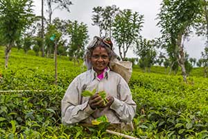 Nuwara Eliya - theeplantage