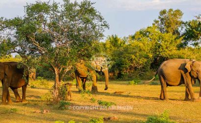 Yala Nationaal Park - Sri Lanka