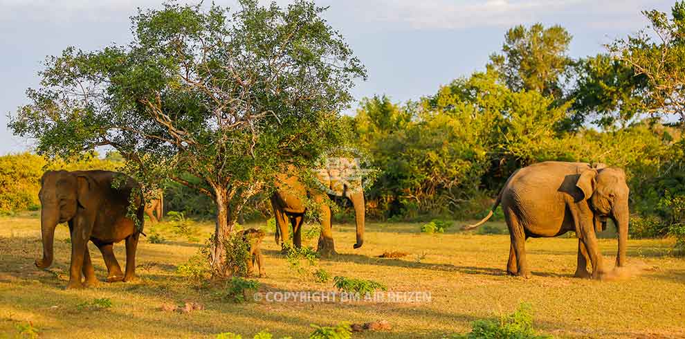 Yala Nationaal Park - Sri Lanka