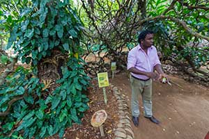 Matale - kruidentuin