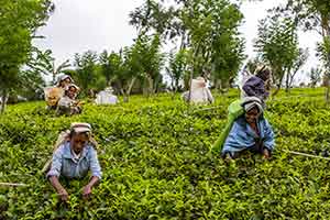 Nuwara Eliya - theeplantage