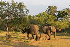 Uda Walawe National Park