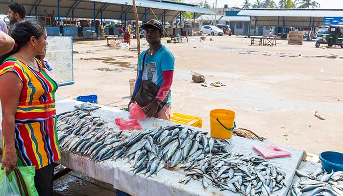 Negombo - vismarkt