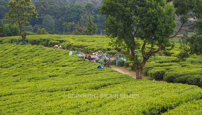 Nuwara Eliya - theeplantage