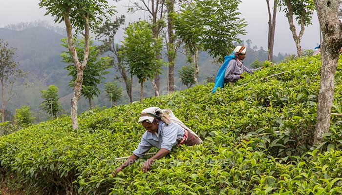 Nuwara Eliya - theeplantage