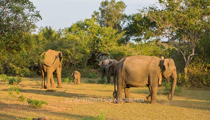 Uda Walawe National Park