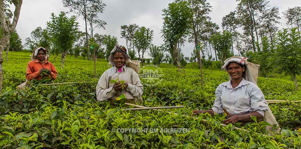 Nuwara Eliya - theeplantage