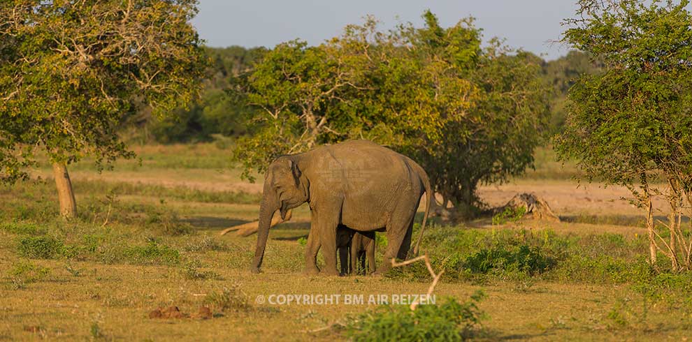 Uda Walawe National Park