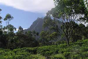 Little Adam's Peak