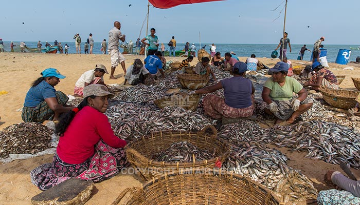 Negombo - vismarkt