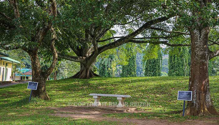 Peradeniya - botanische tuin