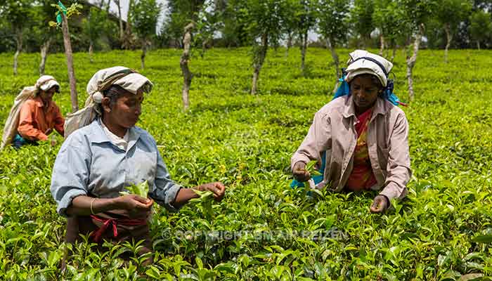 Nuwara Eliya - theeplantage