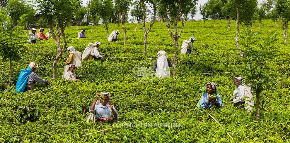 Nuwara Eliya - Theeplantage