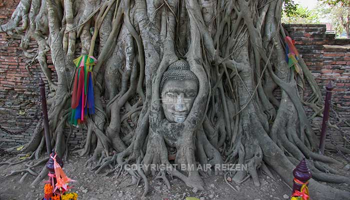 Ayutthaya - Bodhi Tree