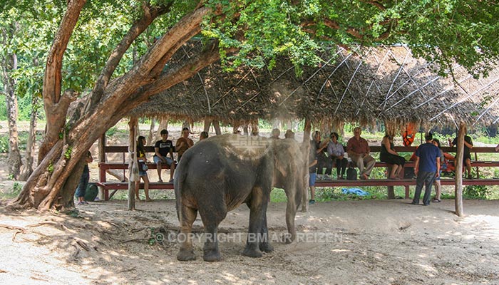 Kanchanaburi Elephants World