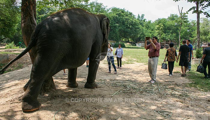 Kanchanaburi Elephants World