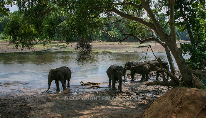 Kanchanaburi Elephants World