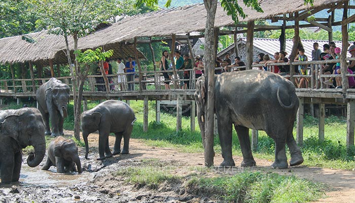 Kanchanaburi Elephants World