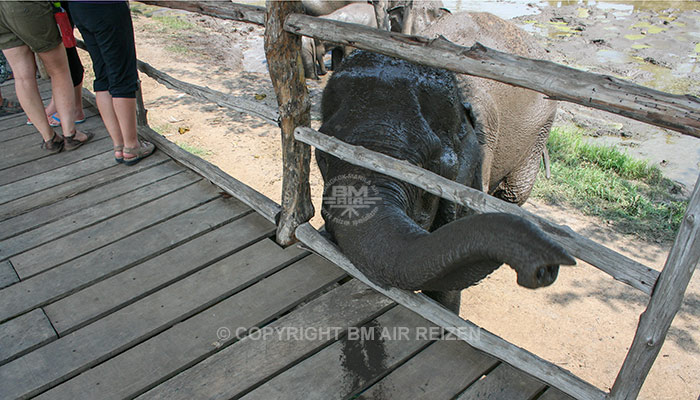 Kanchanaburi Elephants World