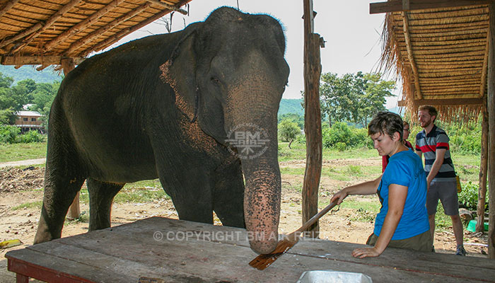 Kanchanaburi Elephants World