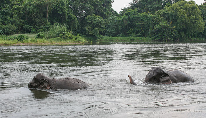 Kanchanaburi Elephants World