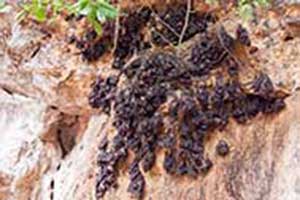 Khao Yai National Park - Bat Cave